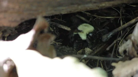 Bumblebee Stock Footage 24973451