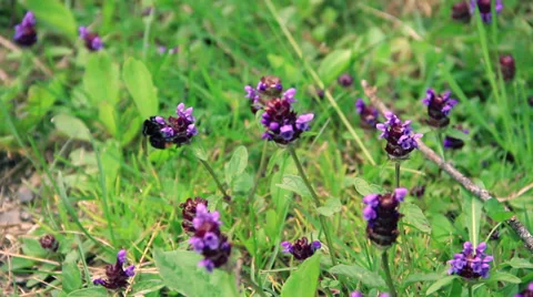 Bumblebee Stock Footage 27631849