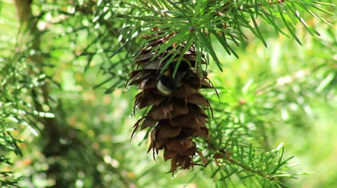 Bumblebee Stock Footage 27845818