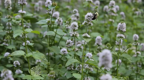 Bumblebee Stock Footage 27874366