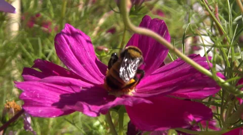 BumbleBee Stock Footage 32537317