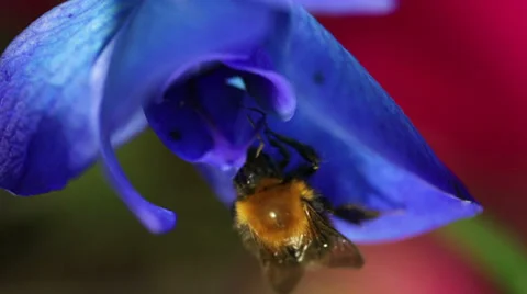 Bumblebee Video stock 33613191