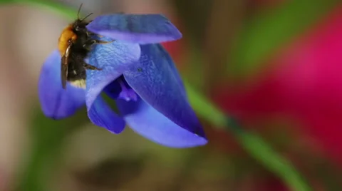 Bumblebee Stock Footage 33613358