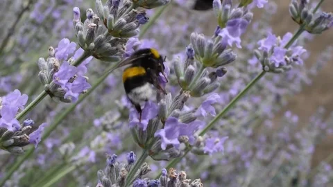 Bumblebee Stock Footage 77134965