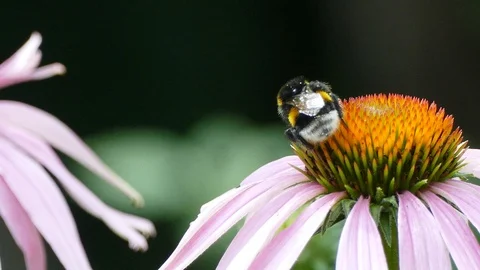 Bumblebee Stock Footage 91494323