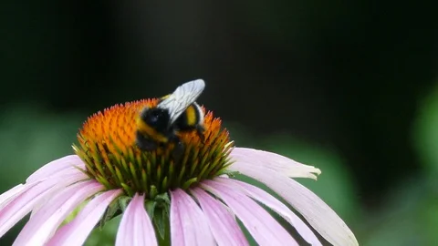 Bumblebee Stock Footage 91494523