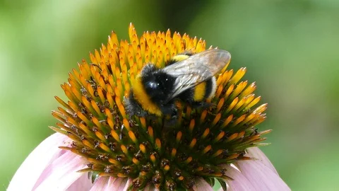 Bumblebee Stock Footage 91494588