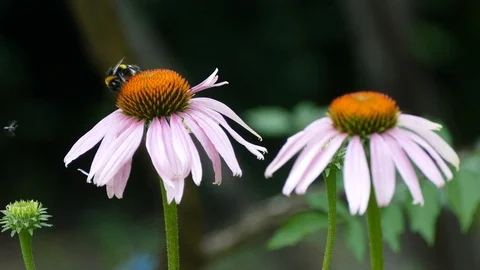 Bumblebee Stock Footage 91494651