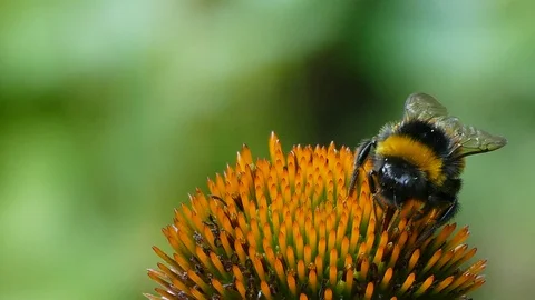 Bumblebee Video stock 91494792