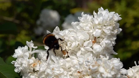 Bumblebee Stock Footage 91770493