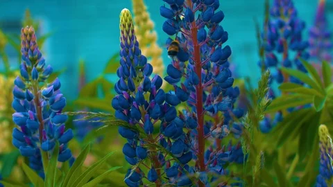 Bumblebee Video stock 95416606