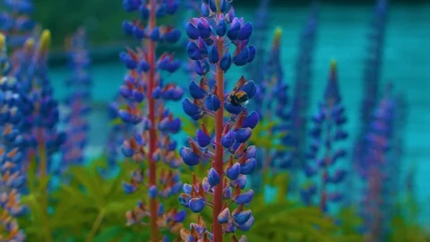 Bumblebee Video stock 95416737