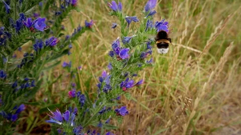 Bumblebee Stock Footage 111648929