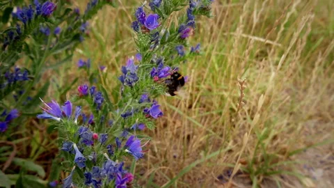 Bumblebee Stock Footage 111648950