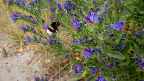 Bumblebee 스톡 동영상 111648992