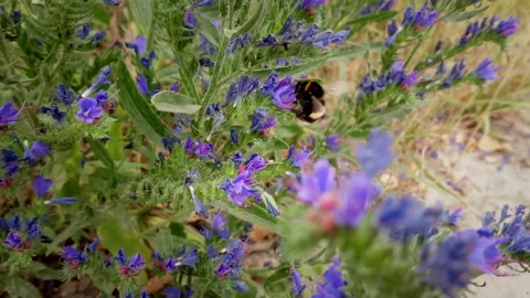 Bumblebee Stock Footage 111649019