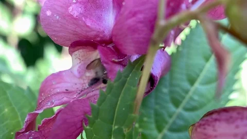 Bumblebee Stock Footage 114479462