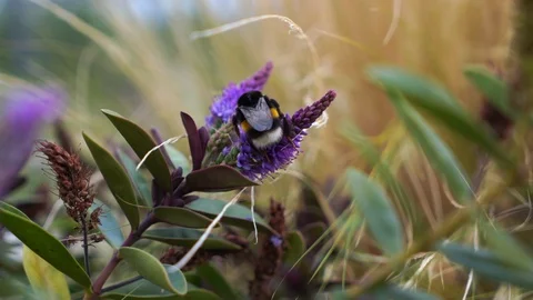 Bumblebee Stock Footage 116871234