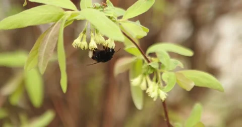 Bumblebee Stock Footage 132607000