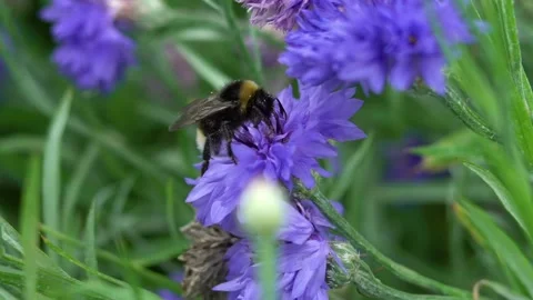 Bumblebee Stock Footage 142209860