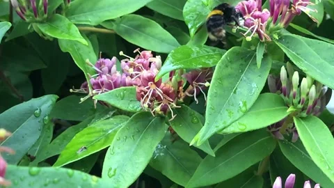 Bumblebee Stock Footage 145916644