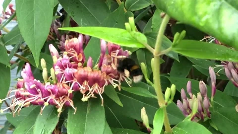 Bumblebee Stock Footage 145916975