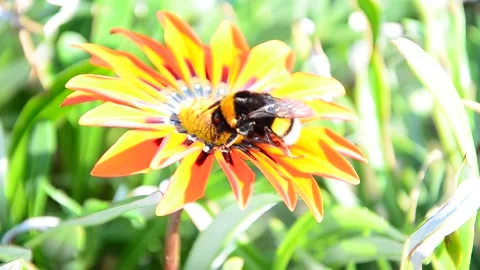 BumbleBee Stock Footage 148637574