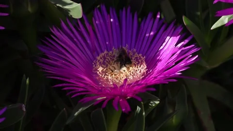 Bumblebee Video stock 173165618