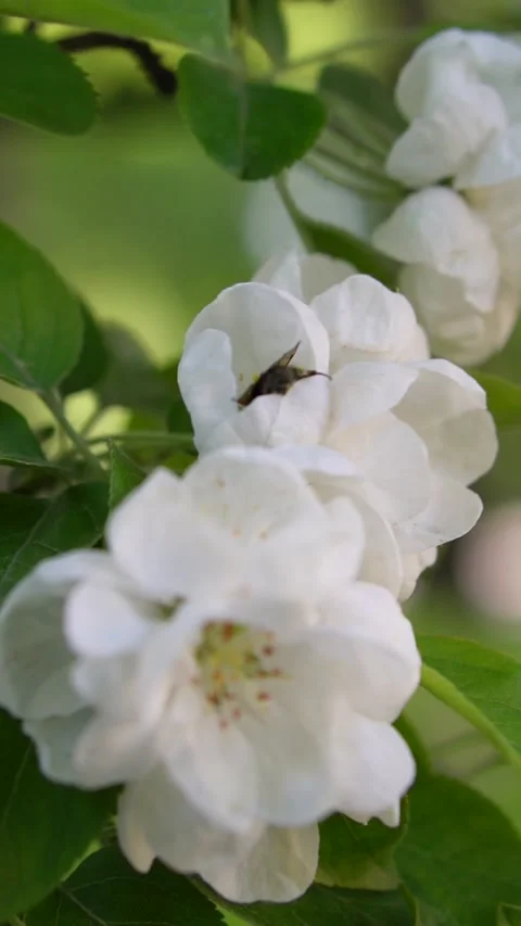 Bumblebee Stock Footage 202135386