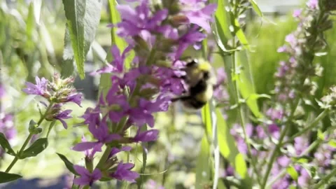 Bumblebee Stock Footage 202607260