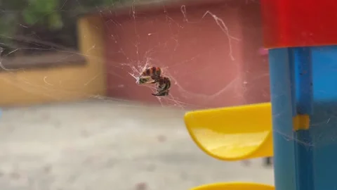 Bumblebee Stock Footage 209360709