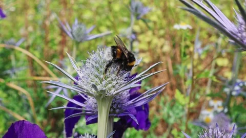 Bumblebee Stock Footage 245232290