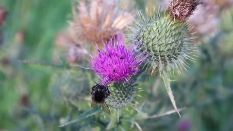 Bumblebee. Stock Footage 286251988