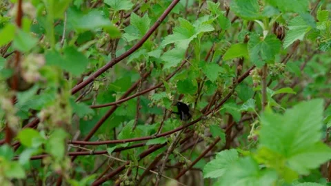 Bumblebee Stock Footage 308746444