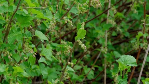 Bumblebee Video stock 308746447