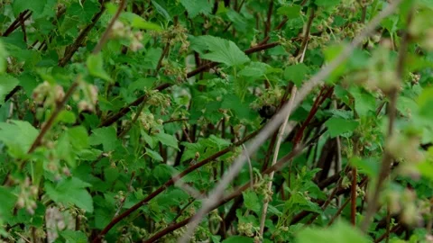 Bumblebee Video stock 308746459