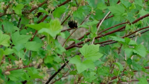 Bumblebee Video stock 308746470