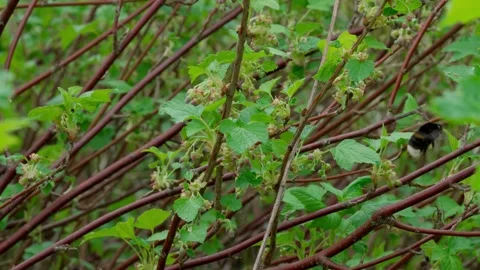 Bumblebee Video stock 308746476