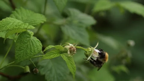 Bumblebee Vidéo 311076358