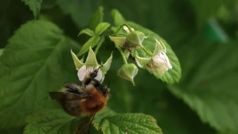 Bumblebee 動画素材 311076813