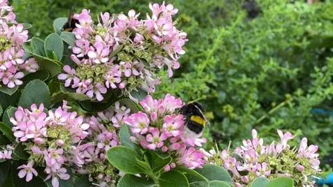 Bumblebee Stock Footage 313063047