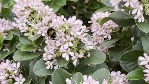 Bumblebee Stock Footage 313063048