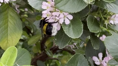 Bumblebee Stock Footage 313063053