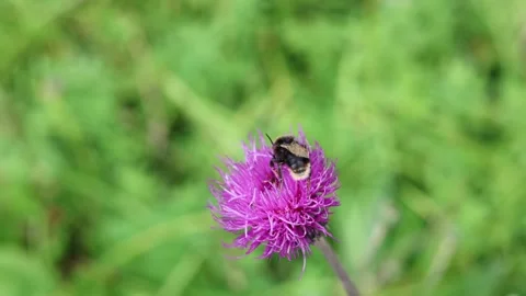 Bumblebee 스톡 동영상 324966310