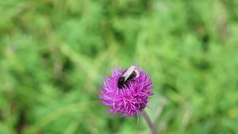 Bumblebee 스톡 동영상 324966316