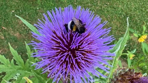 Bumblebee foraging on blooming globe artichoke flower, static close-up Video stock 341841846