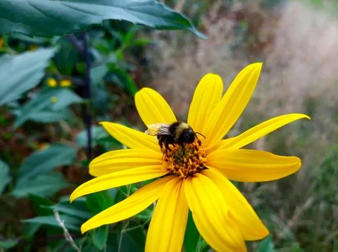 Bumblebee Foraging on a Bright Yellow Aster Flower in a Vibrant Garden Settin Stock Photos