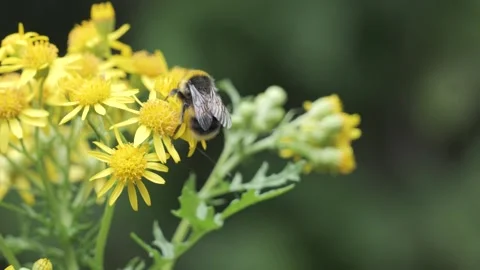 Bumblebee Foraging on Common Ragwort – Summer Macro Wildlife Close-Up 4K Stock Footage 338335709