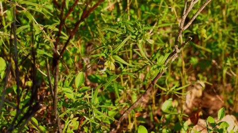 Bumblebee Foraging on Green Leaves Dappled Sunlight Macro Nature Wildlife P.. Video stock 339519546