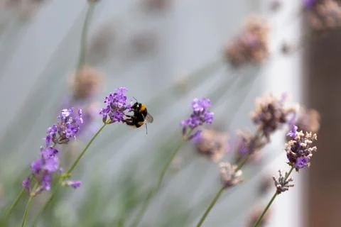 Bumblebee foraging a lavender Stock Photos